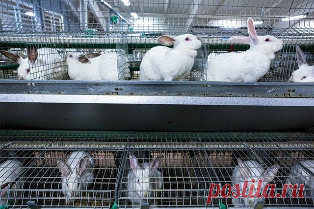 Кроличья ферма на примере «Лелечи» — Делай деньги