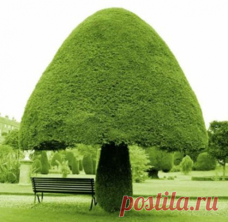 "Гриб" —  кустарниковая скульптура.
 Т о п и а р и  («topiary»)  — фигурная стрижка деревьев и кустарников... но под этим топиари можно спрятаться от солнца, отдохнуть.