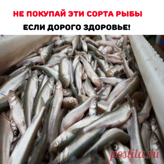 1. Дикий чилийский сибас
2. Кафельник
3. Атлантический большеголов
4. Акула
5. Королевская макрель
6. Атлантическая треска
7. Рыба-меч
8. Эсколар
9. Голубой тунец
10. Красный снэппер
11. Икра веслоноса, лопатоноса и осетра
12. Махи-махи
13. Суши, роллы с тунцом и готовая еда с морепродуктами в супермаркетах