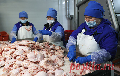 ФАС проверит обоснованность цен у крупных производителей куриного мяса. Ведомство направило запросы ПАО "Черкизово", "ГАП Ресурс" и АО "Приосколье"