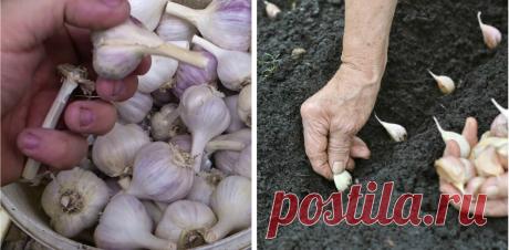 Сприятливі дні для висадки часнику восени. Городникам на замітку Для доброго та багатого врожаю часнику, потрібно знати всі агротехнічні прийоми по вирощуванню й посадці його під зиму.    Урожайність часнику залежить від часу висадки його восени, це може вплинути на подальший ріст та розвиток його весною.