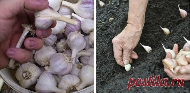 Сприятливі дні для висадки часнику восени. Городникам на замітку Для доброго та багатого врожаю часнику, потрібно знати всі агротехнічні прийоми по вирощуванню й посадці його під зиму.    Урожайність часнику залежить від часу висадки його восени, це може вплинути на подальший ріст та розвиток його весною.