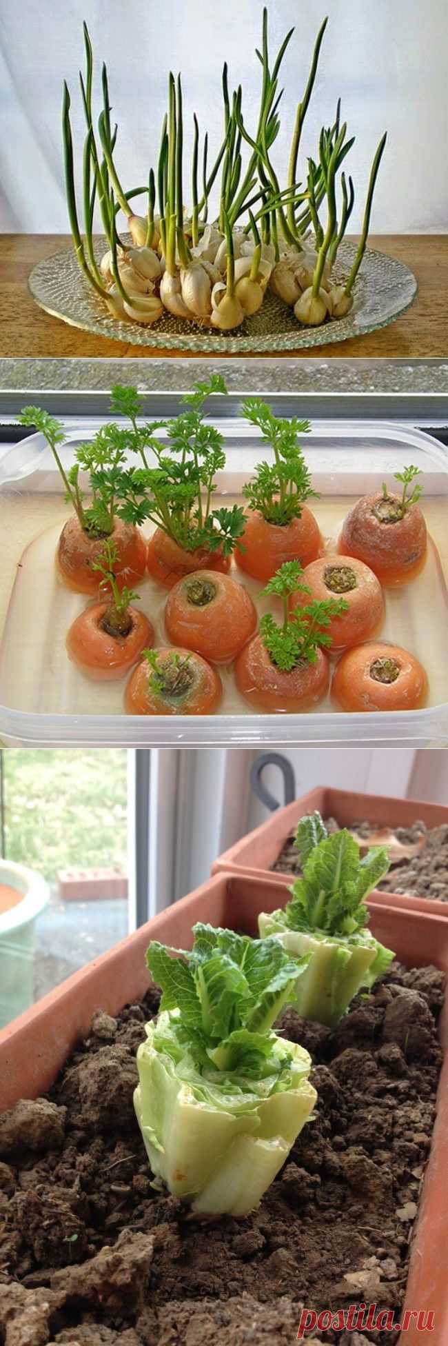 Вечно растущие овощи для вашего стола