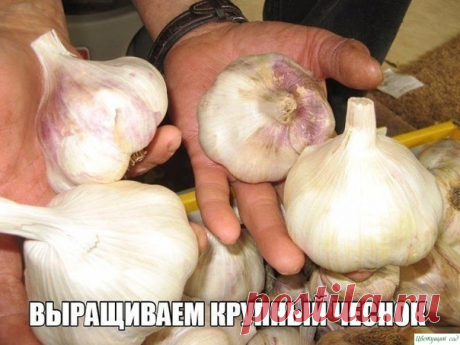 Крупный чеснок подружкам на зависть — Садоводка