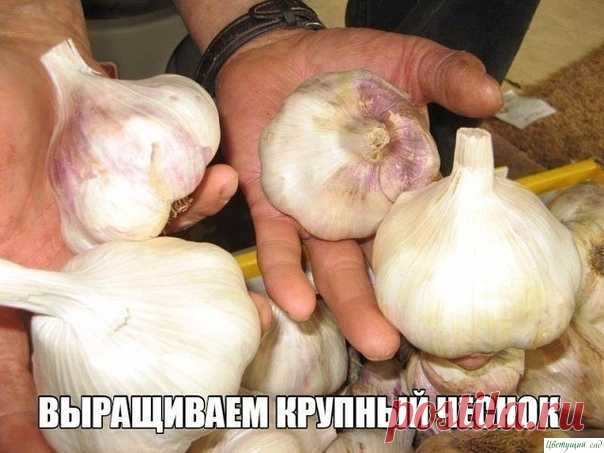 Крупный чеснок подружкам на зависть — Садоводка