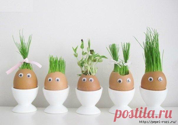 Огород в яичных скорлупках своими руками!