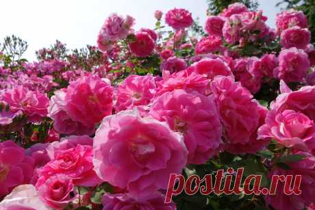 Розарий в Ботаническом саду Чиба,Япония