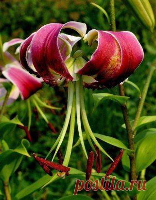 МОЙ САД |Дача, загородный дом, огород, растения