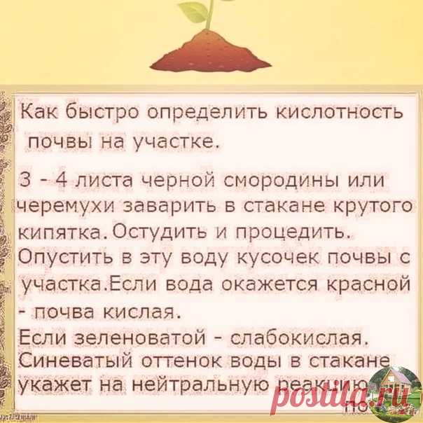 Полезная шпаргалка по проверке кислотности почвы