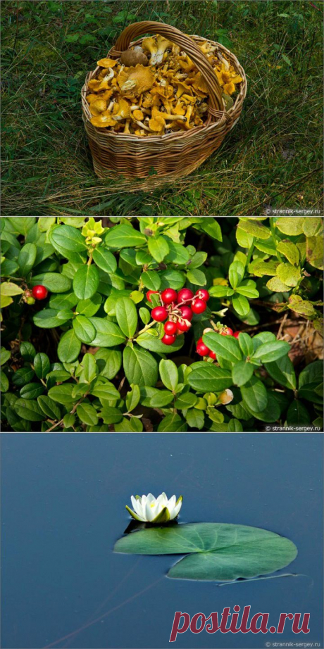 (+1) тема - Отзвуки ушедшего лета из Мещёры | ТУРИЗМ И ОТДЫХ