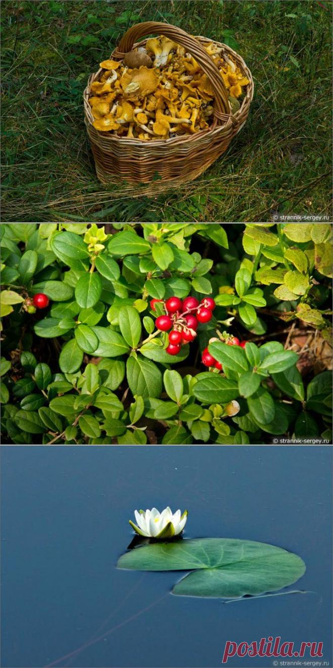 (+1) тема - Отзвуки ушедшего лета из Мещёры | ТУРИЗМ И ОТДЫХ