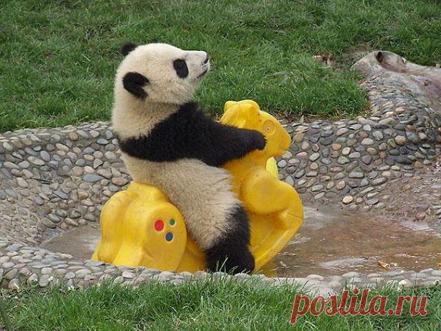 Смешные медведи, которые похожи на людей