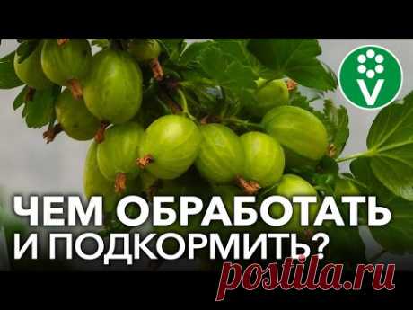КРЫЖОВНИК ЗАСЫПЛЕТ КРУПНЫМИ И СЛАДКИМИ ЯГОДАМИ, если вы сделаете это в апреле!