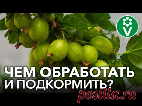 КРЫЖОВНИК ЗАСЫПЛЕТ КРУПНЫМИ И СЛАДКИМИ ЯГОДАМИ, если вы сделаете это в апреле!