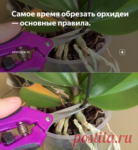 Самое время обрезать орхидеи — основные правила. | Кругоzоr TV | Яндекс Дзен