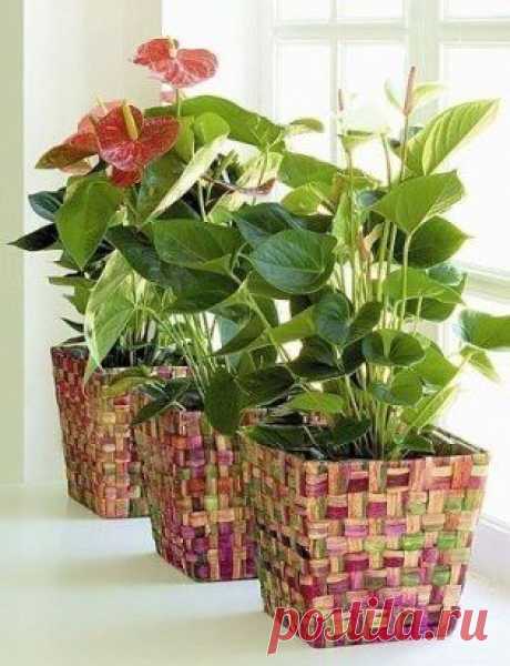 О пользе луковой шелухи.