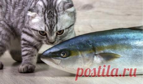 Забавные фото котов для хорошего настроения | Мечтательная кошка | Яндекс Дзен