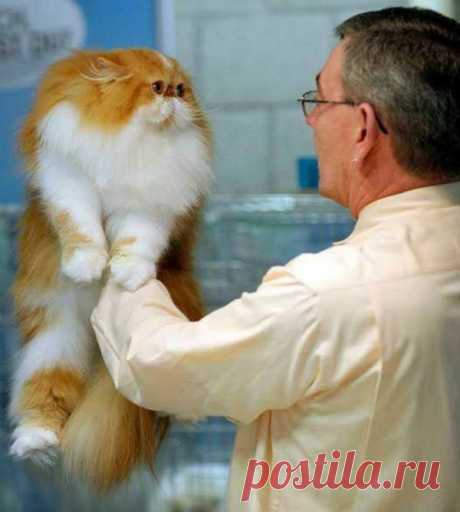 Забавные коты и кошки ← Картинки и фото на Ануб.Ру