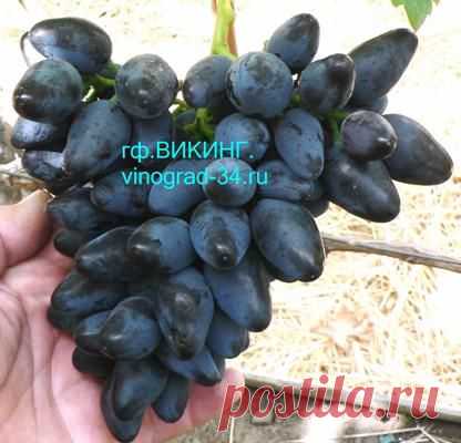 Викинг - vinograd-34.ru