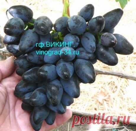 Викинг - vinograd-34.ru