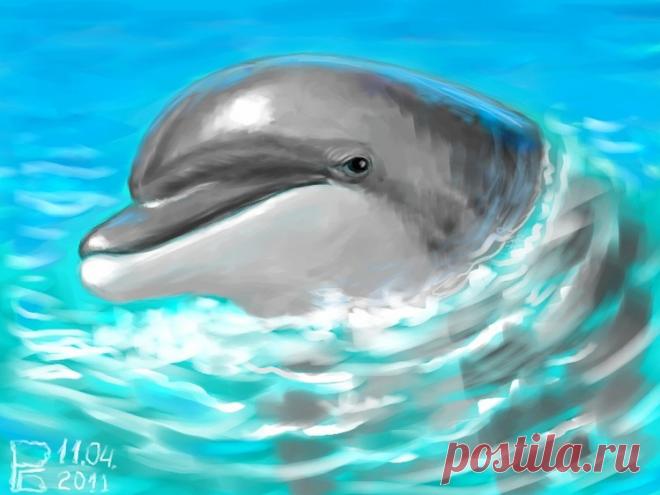 Дельфин-афалина