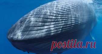 У Канадському Квебеку кит ледь не з’їв човен (відео) Туристи, які навідалися в Квебек (Канада), щоб подивитися на китів з човна, отримали те, за чим їхали. Гігантський кит не тільки постав перед ними, але і ледь не з’їв їх. Очевидці зняли на відео і виклали на Youtube, як велетенський ссавець підплив зовсім близько