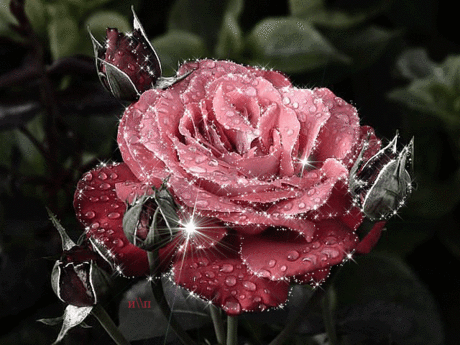 0_826d2_635d47e5_XL.gif (640×480)