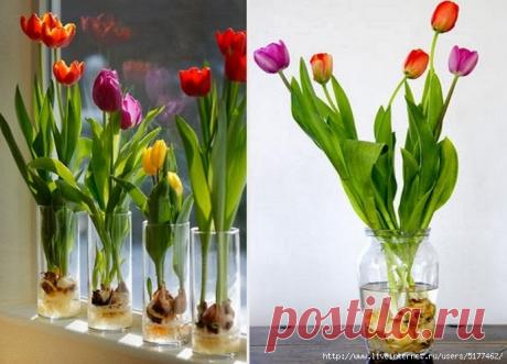 Как вырастить тюльпаны в квартире (без земли)
