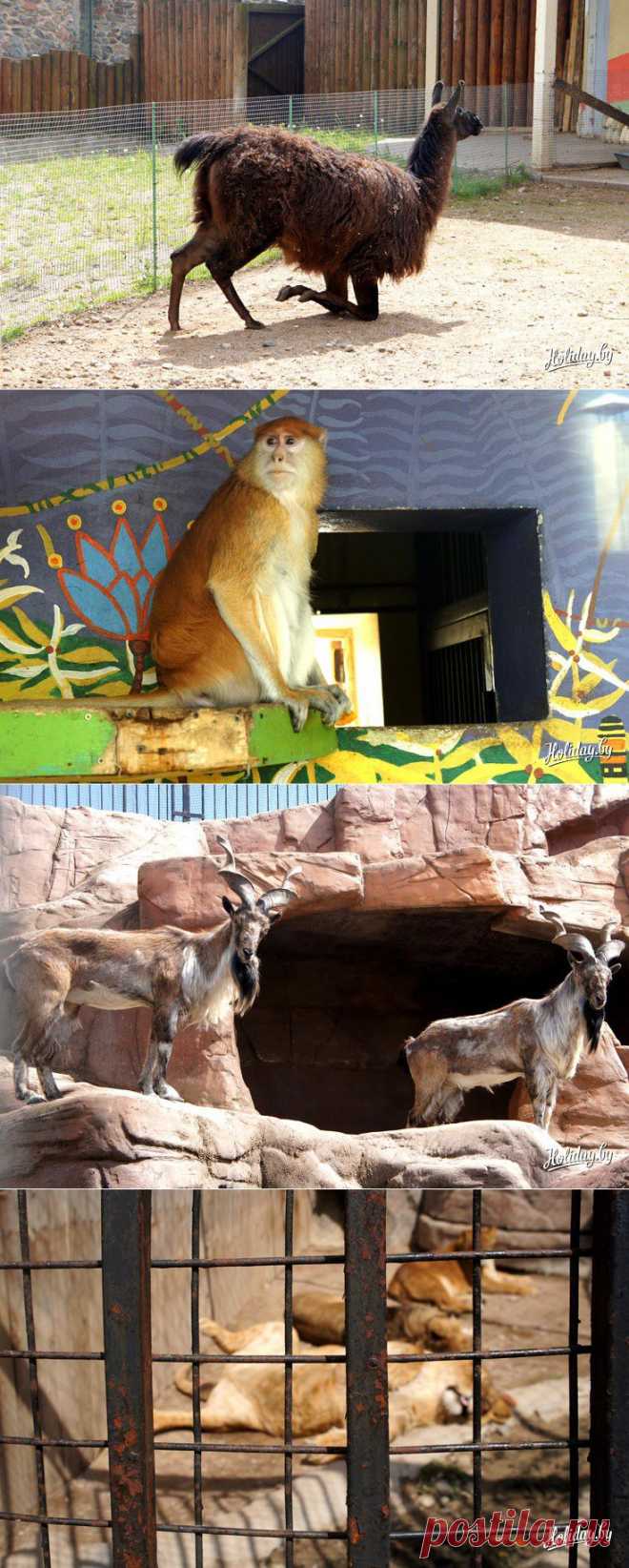 Зоопарк в Минске: москвичи-постояльцы, символ зоосада и сюрпризы для публики - туристический блог об отдыхе в Беларуси