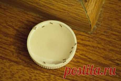 Надежный способ избавиться от ненавистных муравьев в квартире