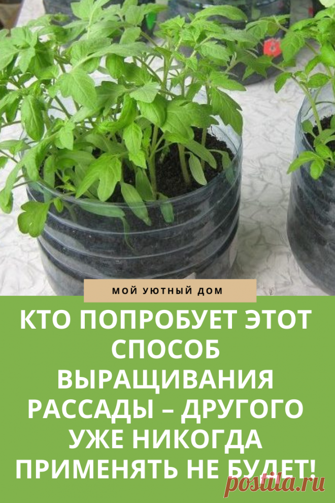 Как правильно выращивать рассаду