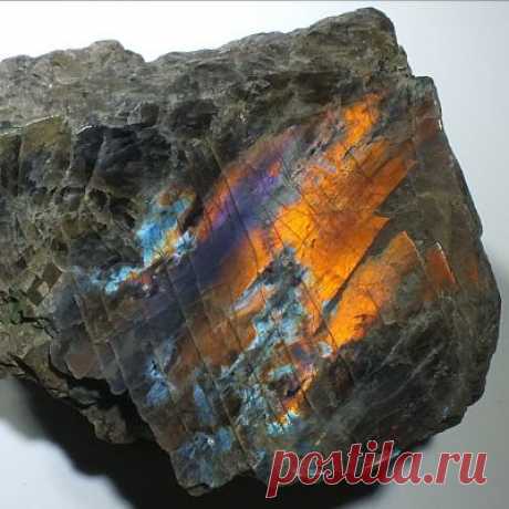 Лабрадор