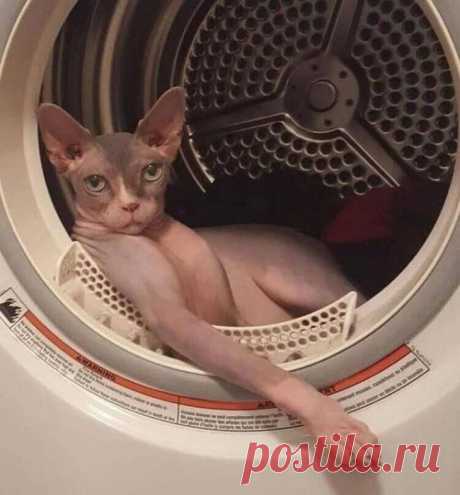 Забавные фото историй из жизни кошек