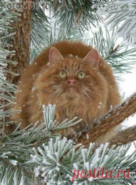 Крепкий сибирский &quot;орешек&quot;)