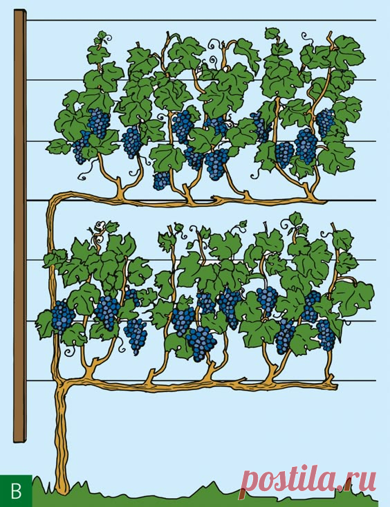 Tafeltrauben