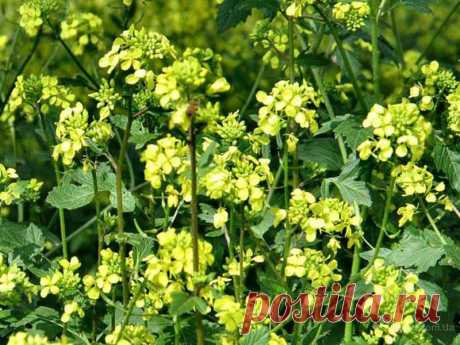 Рапс как сидерат — 6 соток