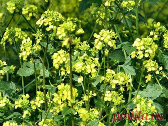 Рапс как сидерат — 6 соток