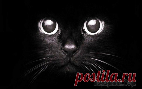 Народные приметы и суеверия о кошках Кошки являются самыми популярными домашними животными. Они обладают своенравным характером и острым зрением, что позволяет им видеть в темноте. Эта особенность и наделила пушистых любимиц почти мистич...