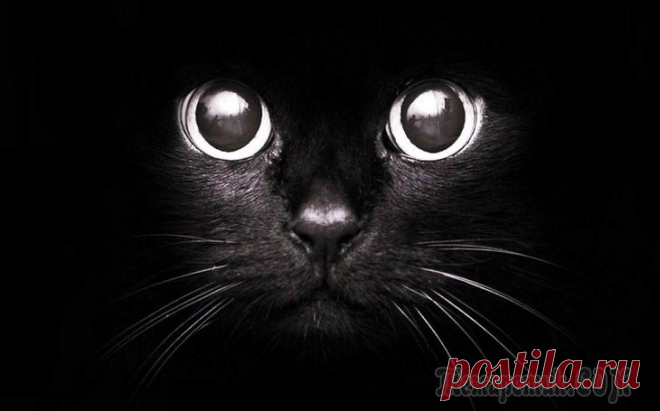 Народные приметы и суеверия о кошках Кошки являются самыми популярными домашними животными. Они обладают своенравным характером и острым зрением, что позволяет им видеть в темноте. Эта особенность и наделила пушистых любимиц почти мистич...