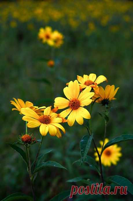 Pinterest