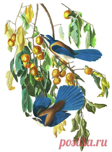 Florida Jay, Birds of America by John James Audubon Florida Jay, Birds of America Painting by John James Audubon
