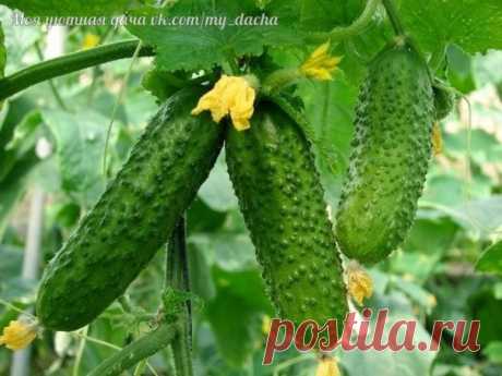 Уловки хитрецов ради вкусных огурцов