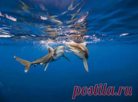 Длиннокрылая акула: спутница кораблекрушений — National Geographic                                   Россия                                      https://www.nat-geo.ru/summer-of-sharks/891446-dlinnokrylaya-akula-sputnitsa-korablekrusheniy/
