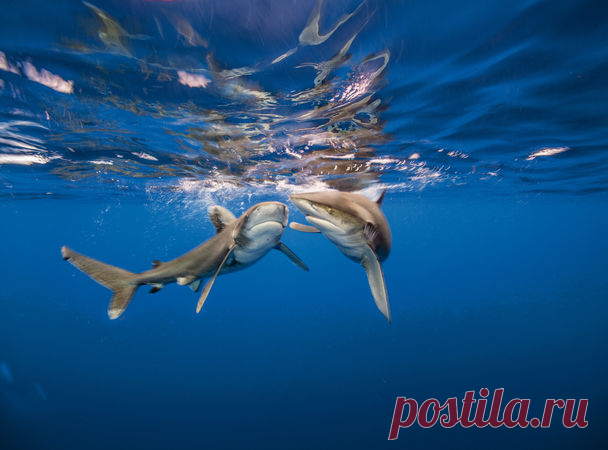 Длиннокрылая акула: спутница кораблекрушений — National Geographic                                   Россия                                      http://www.nat-geo.ru/summer-of-sharks/891446-dlinnokrylaya-akula-sputnitsa-korablekrusheniy/