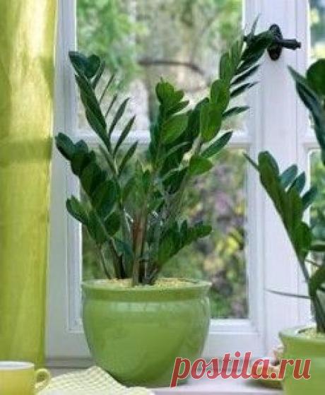 Замиокулькас замиелистный-уход, разведение, размножение, болезни и вредители | GreenHome