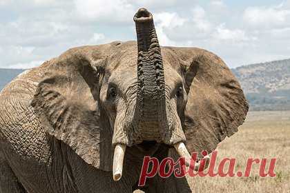 Два слона устроили драку во время фестиваля. 22 марта в фестивале, устроенном храмом Тараккал в штате Керала в рамках традиционного праздника Пурам, участвовали несколько слонов. На ролике, который снял один из очевидцев, видно, как один слон внезапно становится агрессивным. Сначала он пытается скинуть наездника, а затем нападает на сородича.