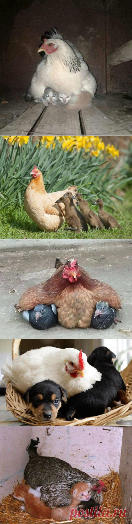 Сильно недооцененные нептицы