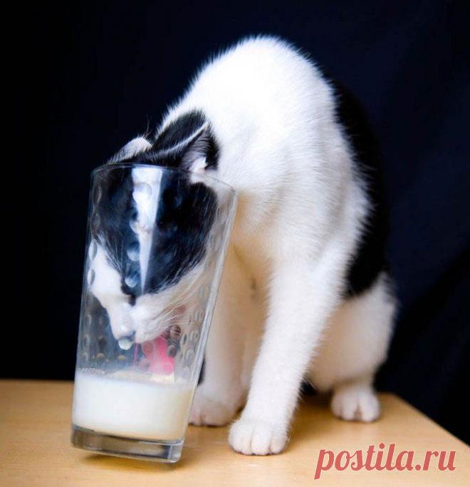 Cамое главное, что голова пролезла....