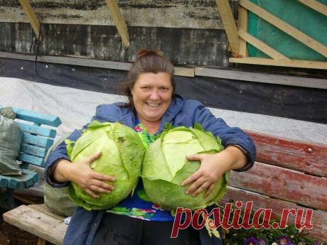 Дачный сезон: два урожая капусты