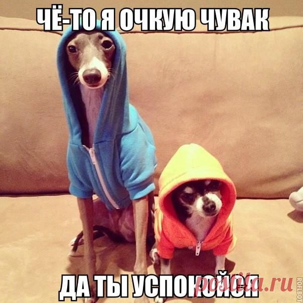 Для поднятия настроения (40 фото)